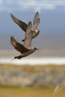 Chaluha prizivna - Stercorarius parasiticus - Arctic Skua 3728